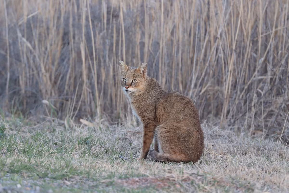 Mèo ri có ngoại hình khá giống mèo nhà, với đặc điểm nổi bật là bộ lông đơn giản, gần như đồng màu xám tro đến vàng nâu hoặc chỉ có đốm mờ ở thân và có lông đen dài ở đỉnh tai. Phần bụng lông sáng hơn và dài hơn. Ảnh: Daily Sabah.