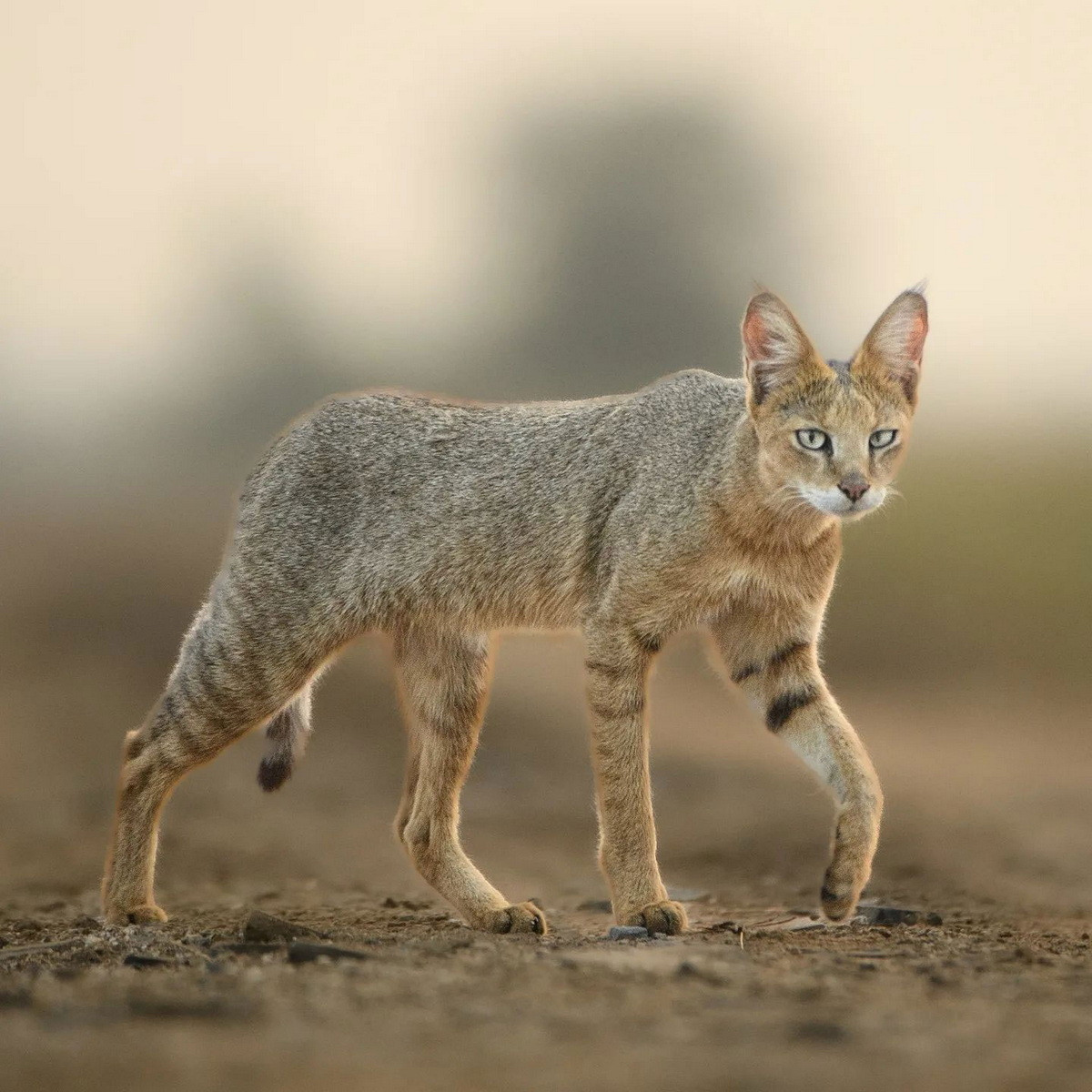 Đuôi mèo ri khá ngắn, thường dài xấp xỉ 1/3 thân có 4 - 5 vòng đen ở nửa cuối đuôi. Ảnh: Urmiljhaveri / Istagram.