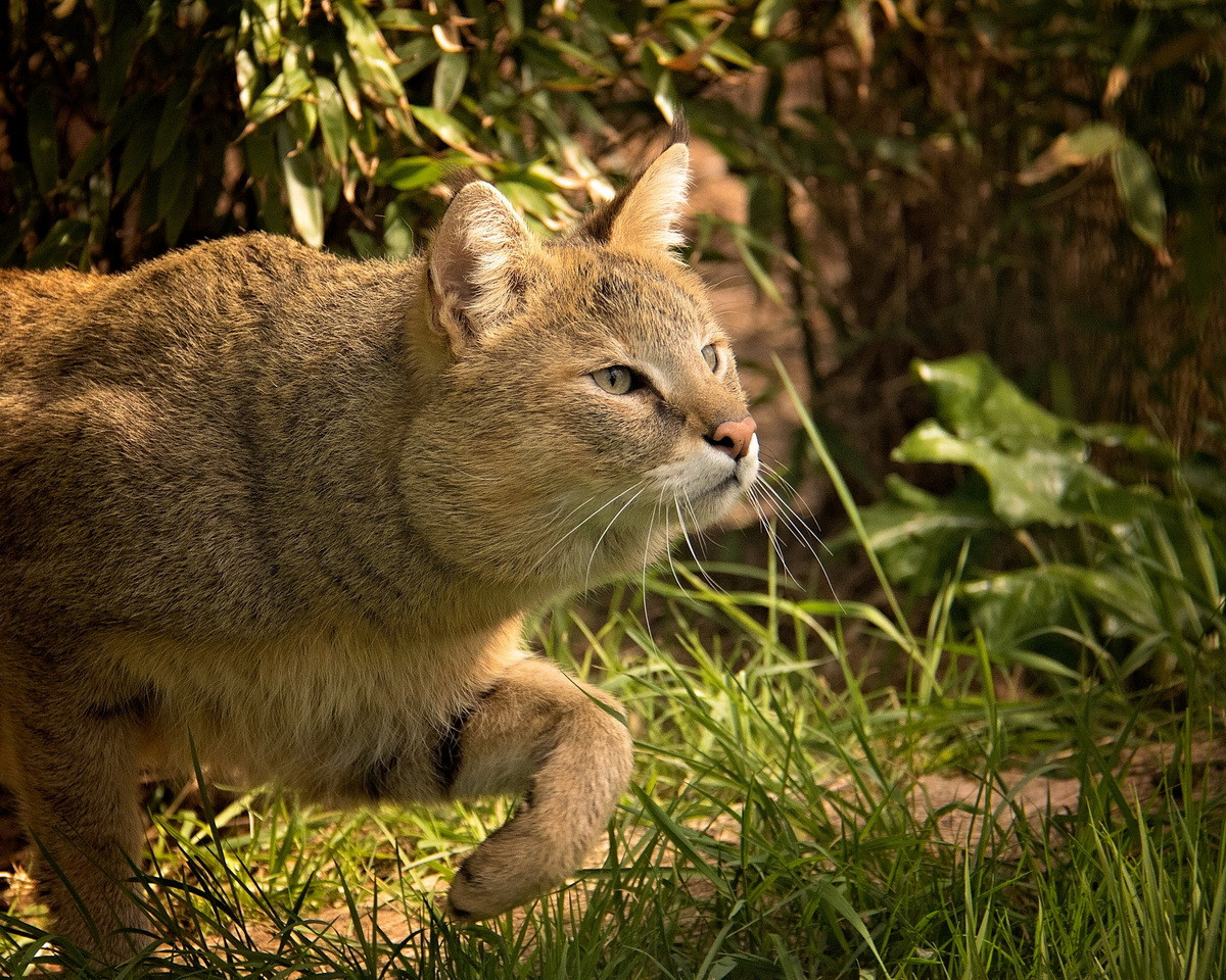 Con mồi ưa thích của chúng là động vật có vú nhỏ và chim. Loài mèo này săn mồi bằng cách rình rập , sau đó là chạy nước rút hoặc nhảy vọt để vồ mồi. Ảnh: Wikimedia Commons.