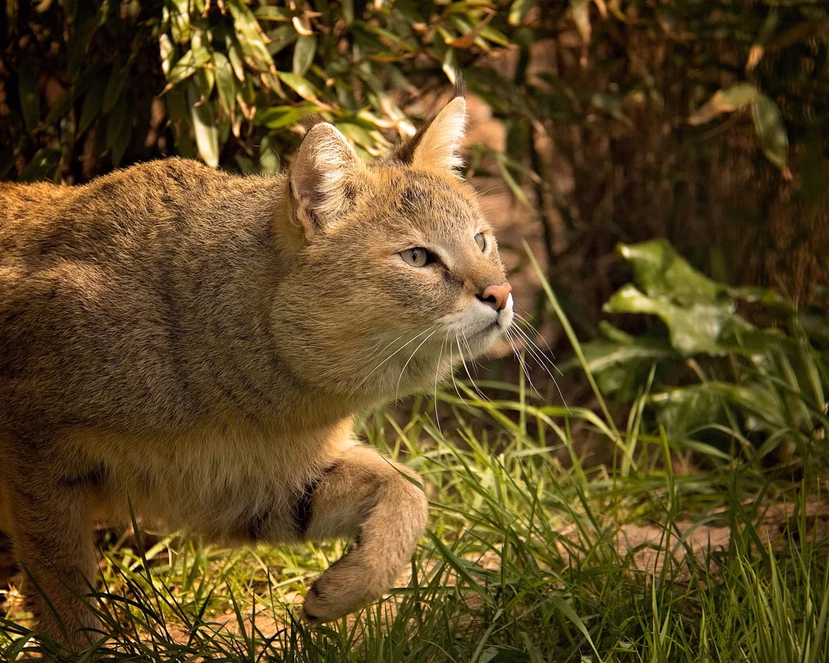 Con mồi ưa thích của chúng là động vật có vú nhỏ và chim. Loài mèo này săn mồi bằng cách rình rập , sau đó là chạy nước rút hoặc nhảy vọt để vồ mồi. Ảnh: Wikimedia Commons.