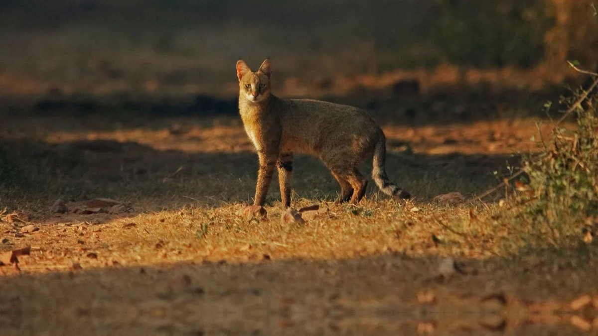 Do vùng phân bố khá rộng, chúng được đánh giá là thuộc diện "Ít quan tâm" trong danh sách đỏ IUCN. Trong môi trường hoang dã, mèo ri chủ yếu bị đe dọa bởi sự phá hủy các vùng đất ngập nước, bị mắc bẫy và ngộ độc. Ảnh: RoundGlass Sustain.