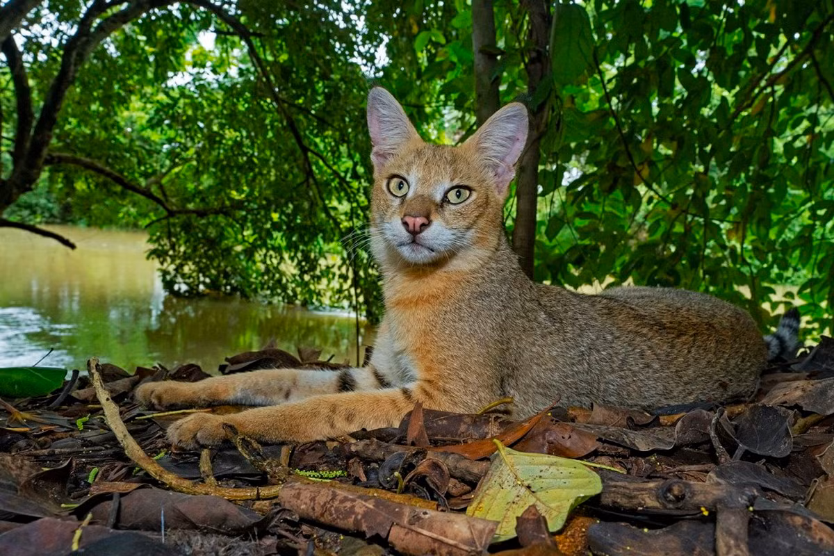  Mèo ri (Felis chaus), còn được gọi là mèo sậy hay mèo đầm lầy là một trong những loài mèo hoang dã sinh sống ở Việt Nam. Ảnh: RoundGlass Sustain.