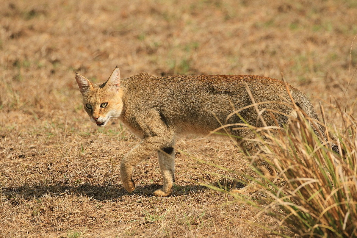 Có ba phân loài đã được công nhận, gồm phân loài Kavkaz (Felis chaus chaus), phân loài Nam Á (Felis chaus affinis) và phân loài Đông Nam Á (Felis chaus fulvidina). Ảnh: Wikimedia Commons.