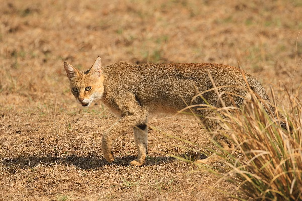 Có ba phân loài đã được công nhận, gồm phân loài Kavkaz (Felis chaus chaus), phân loài Nam Á (Felis chaus affinis) và phân loài Đông Nam Á (Felis chaus fulvidina). Ảnh: Wikimedia Commons.