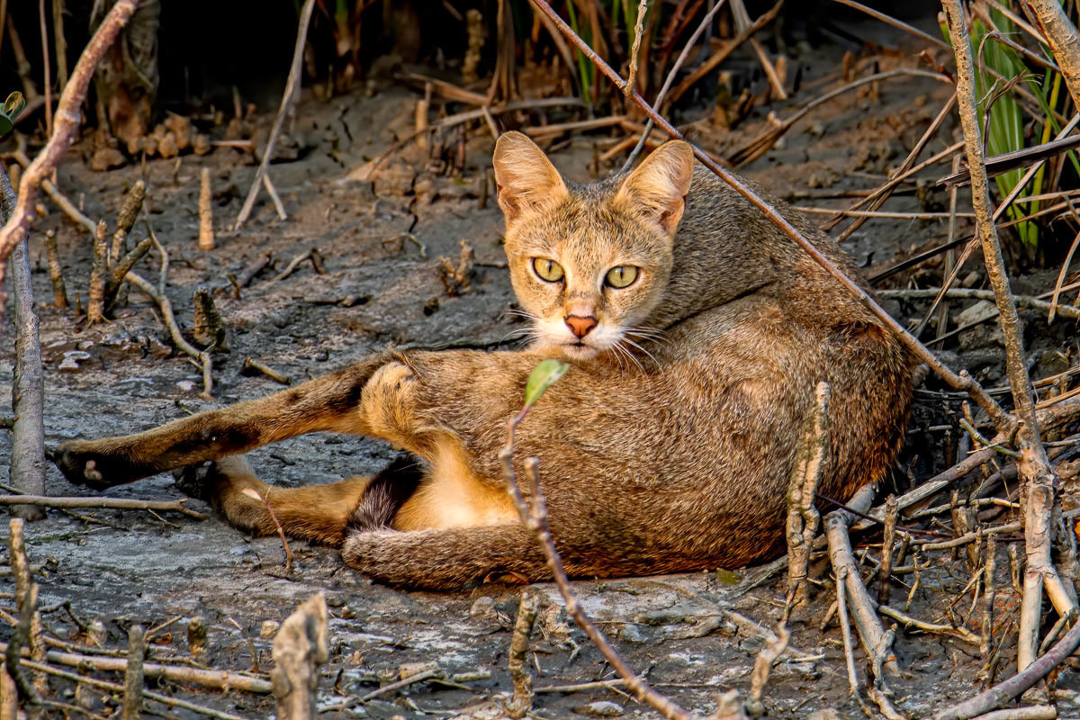 Trong Sách Đỏ Việt Nam, mèo ri là một loài "thiếu dữ liệu". Các chuyên gia khuyến cáo cần tiến hành điều tra xác định hiện trạng mèo ri trong thiên nhiên để có biện pháp bảo vệ thích hợp. Ảnh: iNaturalist UK. Mời quý độc giả xem video: Ý nghĩa những phong tục ngày Tết Việt | VTC1.