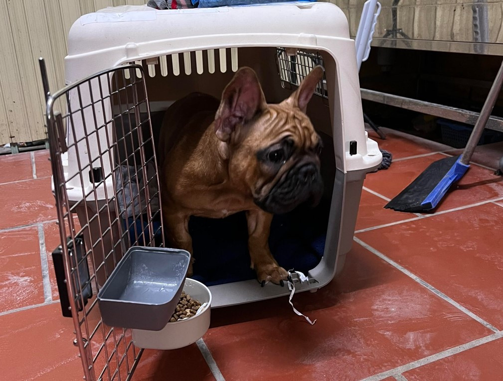 Nhap khau cho canh, nguoi choi co the mat trang hang tram trieu dong-Hinh-2