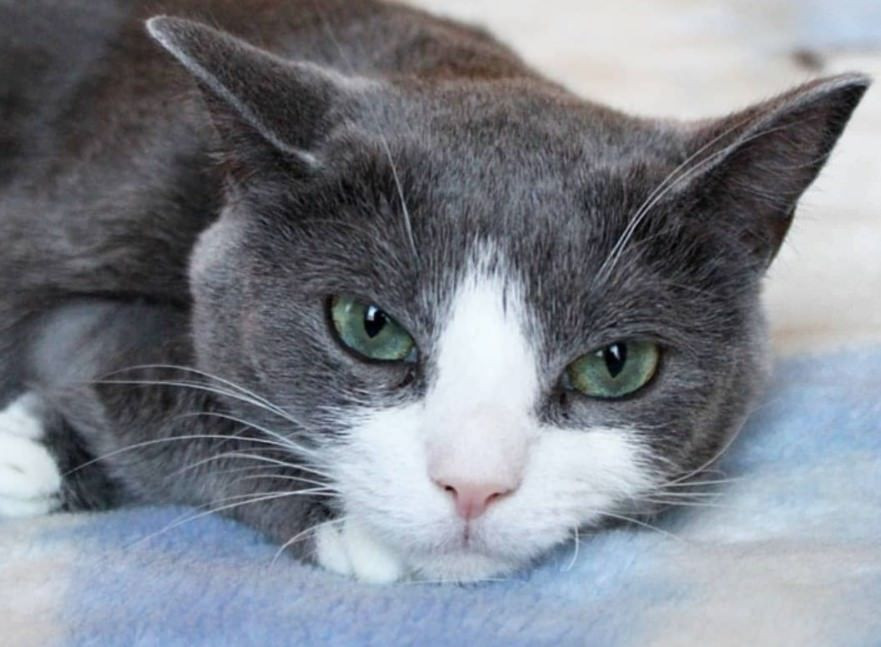  Lèo nhèo như mèo vật đống rơm: Nói dai, nói đi nói lại để nài xin gì đó.