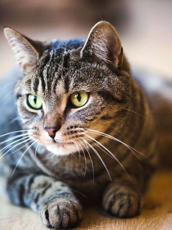  Chó treo, mèo đậy: Bảo vệ thức ăn tranh bị chó mèo “thó” mất, nghĩa sâu xa hơn là cẩn thận cửa nẻo rương hòm để phòng trộm cuỗm mất.