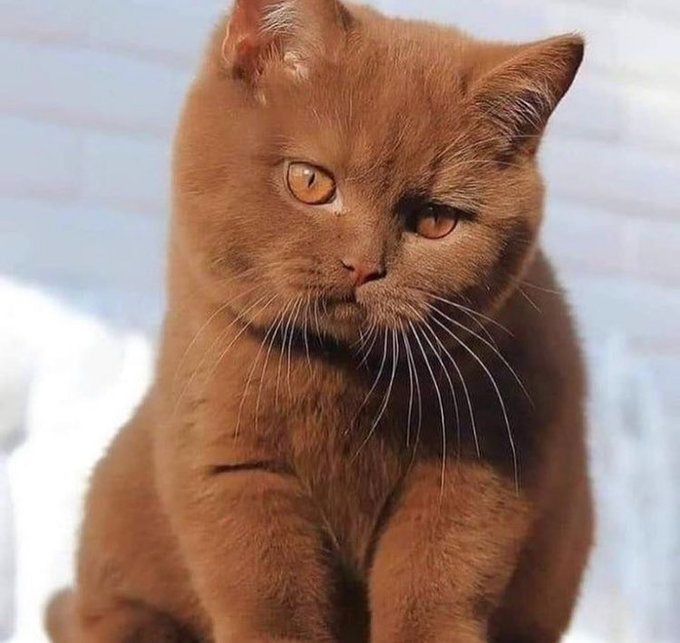  Mèo khen mèo dài đuôi: Mỉa mai những kẻ tự đề cao mình dù bản thân chẳng tài cán gì.