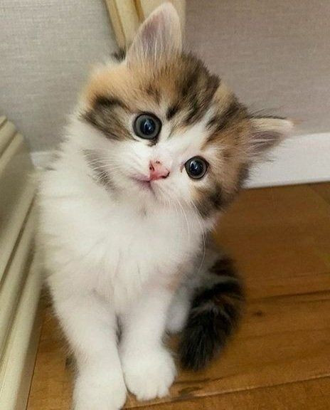  Mèo lành chẳng ở mả, ả lành chẳng ở hàng cơm: Chê người đàn bà ngày hai bữa cứ ăn cơm hàng cháo chợ, không lo chợ búa cơm nước cho gia đình.