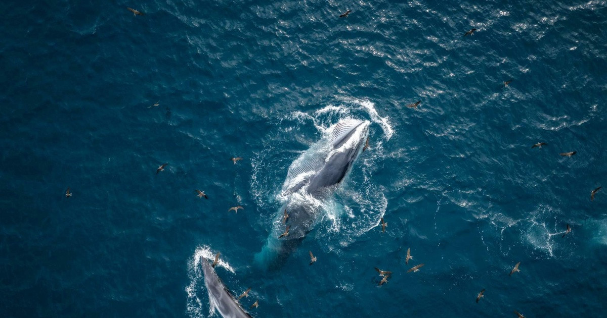 Hai mẹ con cá voi xuất hiện ở Bình Định. Trong nhiều ngày của tháng 8/2022, một cặp cá voi, gồm cá voi mẹ và cá voi con, đã xuất hiện ở vùng biển Đề Gi của tỉnh Bình Định, khiến người dân và du khách thích thú khi được chứng kiến. Những người đam mê nhiếp ảnh đã thuê tàu để "săn" ảnh cá voi ở vùng biển này.