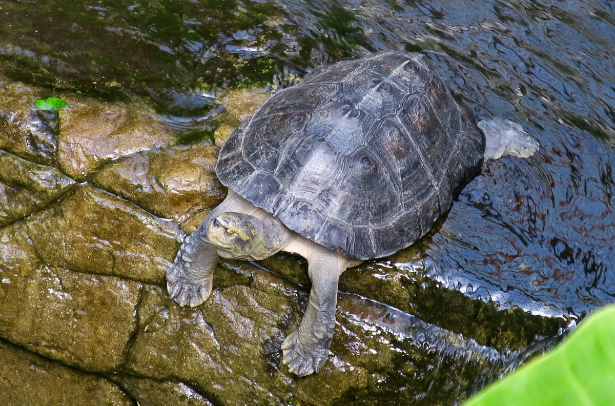  Rùa răng (Heosemys annandalii). Họ: Rùa đầm (Geoemydidae). Kích thước: Dài 47 cm. Khu vực phân bố: Đồng Nai, Kiên Giang, Cà Mau. Tình trạng: Cực kỳ nguy cấp (Sách Đỏ IUCN). Ảnh: BioLib.cz.