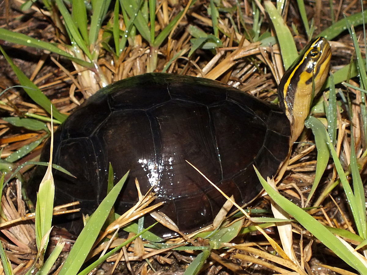  Rùa hộp lưng đen (Cuora amboinensis). Họ: Rùa đầm (Geoemydidae). Kích thước: Dài 20 cm. Khu vực phân bố: Gia Lai, Đắk Lắk, Bình Thuận, Bà Rịa - Vũng Tàu, Tây Ninh, Long An, Kiên Giang, Cà Mau. Tình trạng: Nguy cấp (Sách Đỏ IUCN). Ảnh: Wikipedia.