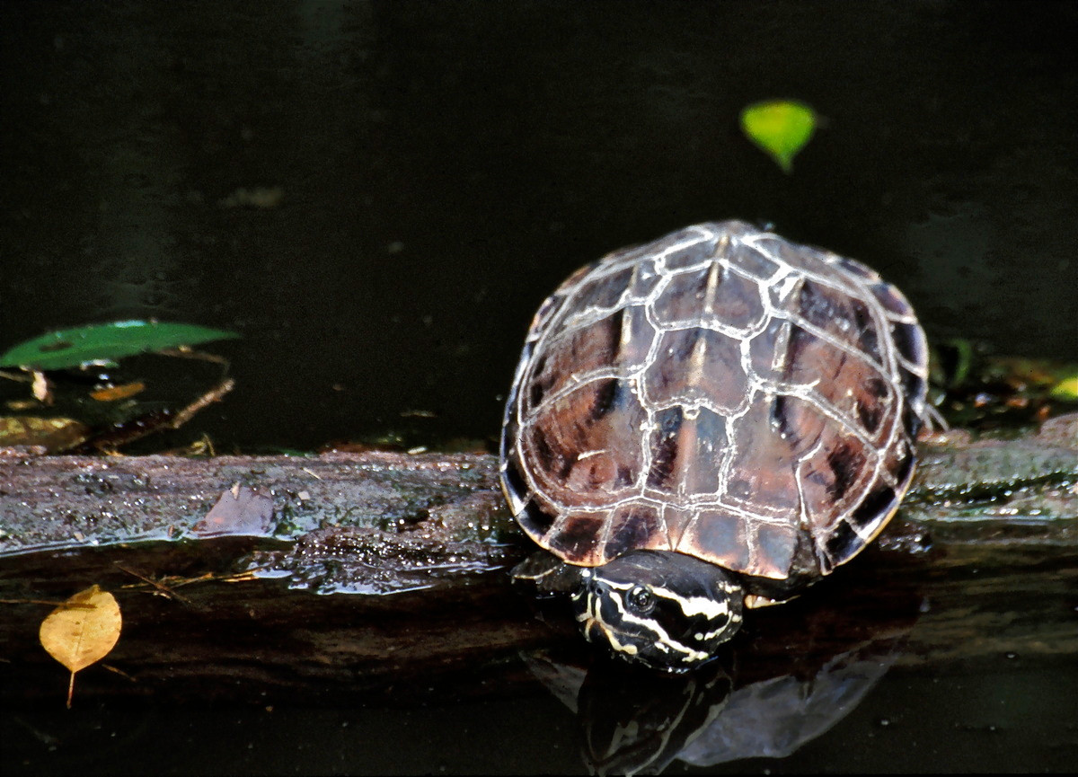  Rùa ba gờ (Malayemys subtrijuga). Họ: Rùa đầm (Geoemydidae). Kích thước: Dài 21 cm. Khu vực phân bố: Đồng Nai, Cần Thơ, Kiên Giang, Cà Mau. Tình trạng: Sắp bị đe dọa (Sách Đỏ IUCN). Ảnh: Wikipedia.