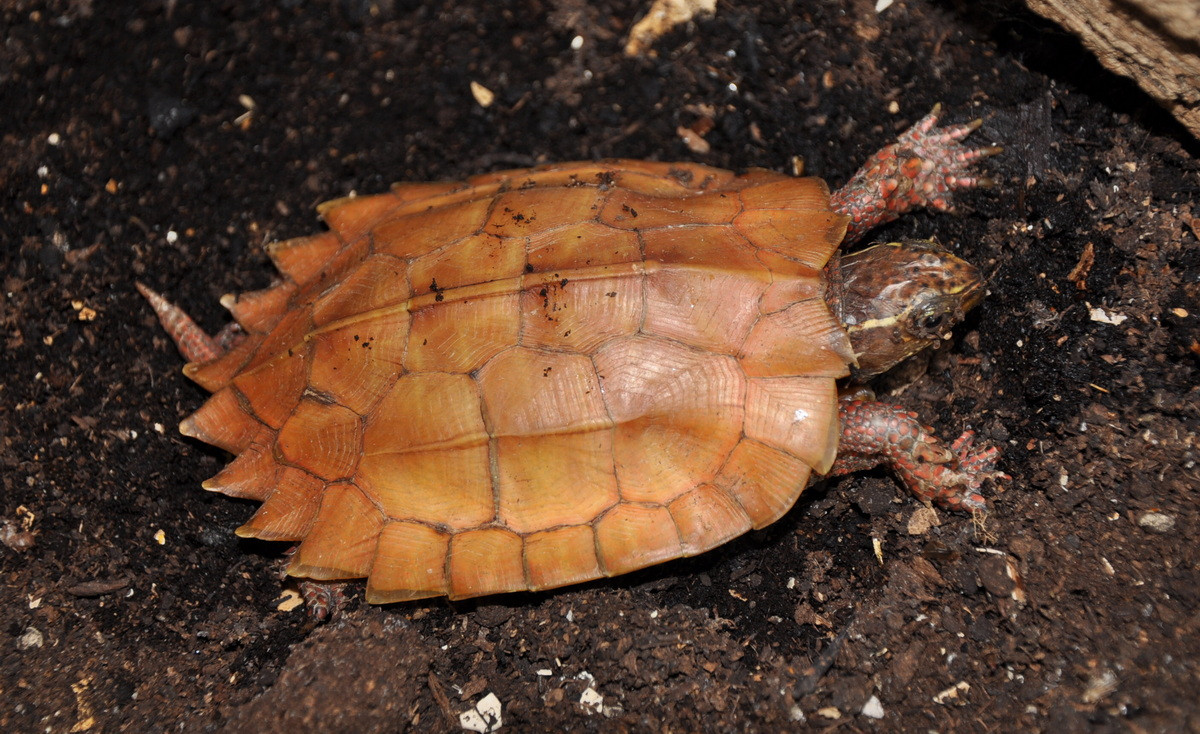  Rùa đất Spengleri, còn gọi là rùa lá, rùa vàng Tam Đảo (Geomyda spengleri). Họ: Rùa đầm (Geoemydidae). Kích thước: Dài 12 cm. Khu vực phân bố: Vùng núi đồi phía Bắc Việt Nam Lào Cai, Tuyên Quang, Vĩnh Phúc (VQG Tam Đảo) Bắc Giang, Sơn La, Thanh Hoá, Nghệ An, Đà Nẵng, Quảng Nam. Tình trạng: Nguy cấp (Sách Đỏ IUCN). Ảnh: Biolib.cz.