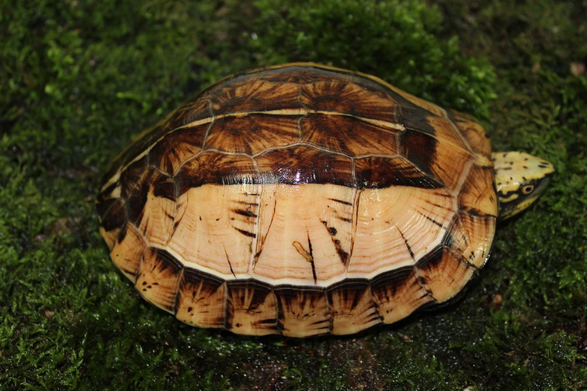  Rùa hộp trán vàng miền Bắc (Cuora galbinifrons). Họ: Rùa đầm (Geoemydidae). Kích thước: Dài 28 cm. Khu vực phân bố: Các tỉnh miền Bắc, kéo dài đến Quảng Bình. Tình trạng: Cực kỳ nguy cấp (Sách Đỏ IUCN). Ảnh: Turtle Sanctuary Conservation Center.