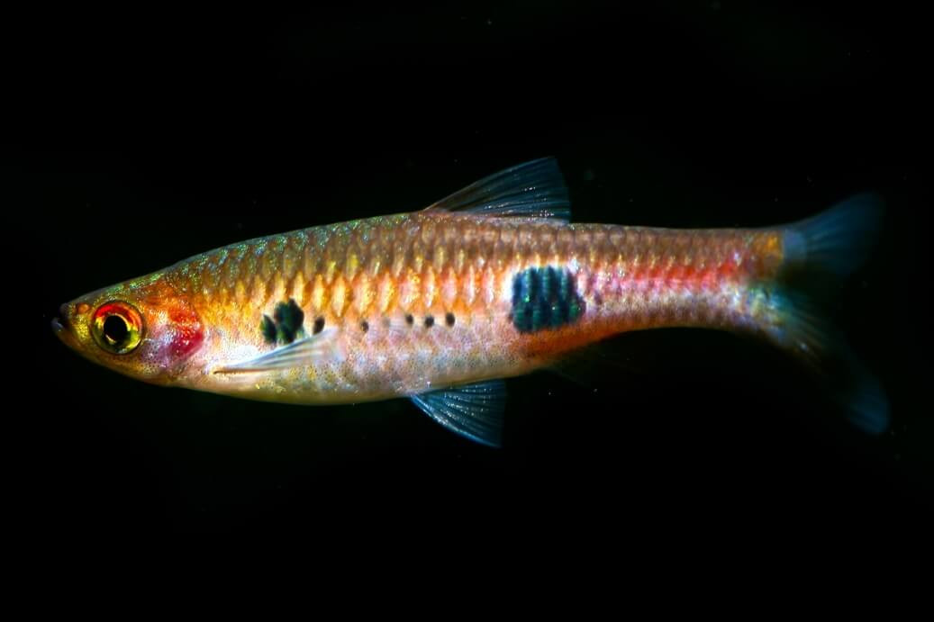 Cá lòng tong hề (Rasbora kalochroma). Kích thước: Dài 10 cm. Khu vực phân bố: Bán đảo Mã Lai và các đảo Sumatra, Borneo.