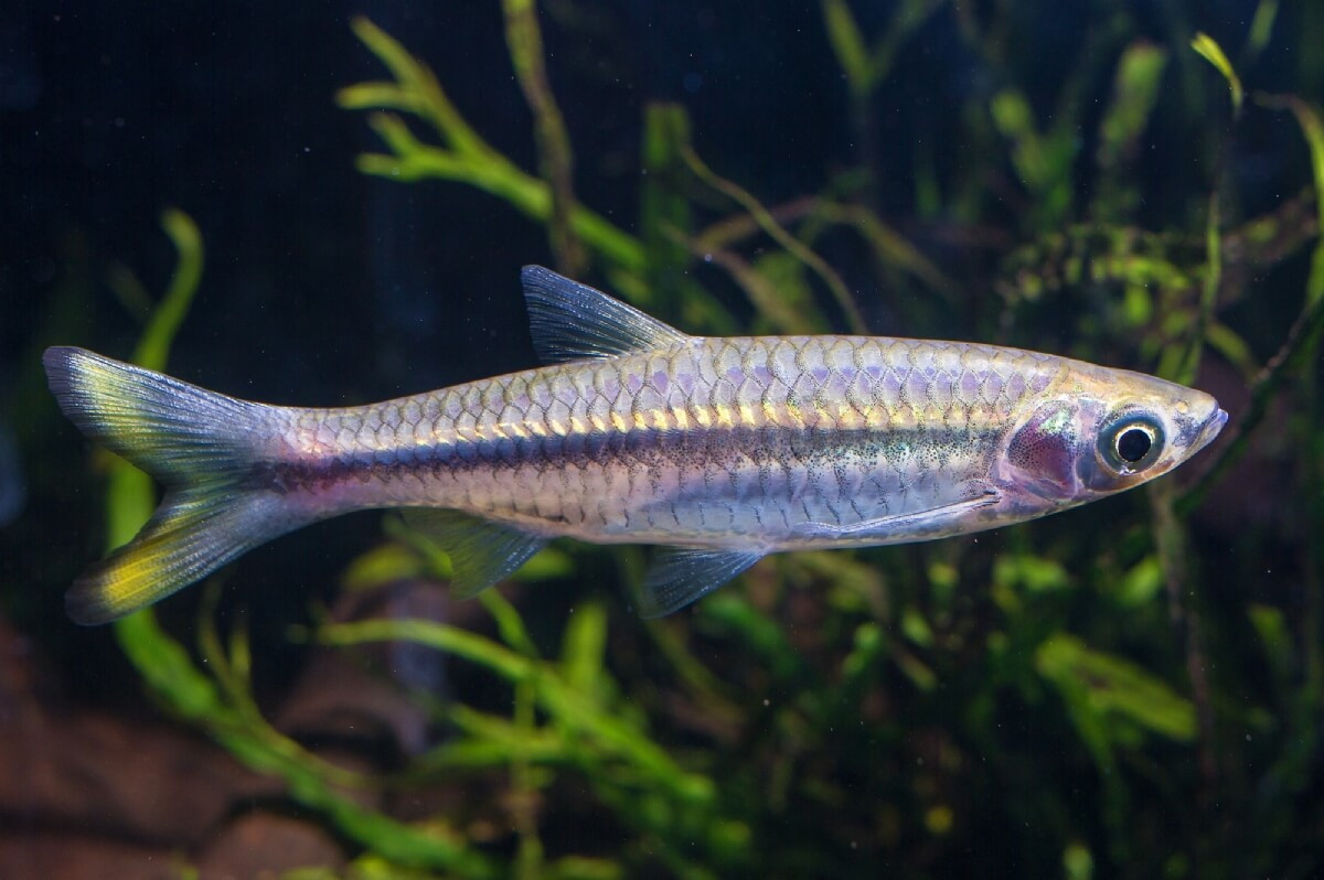  Cá lòng tong đuôi vàng (Rasbora tornieri). Kích thước: Dài 15 cm. Khu vực phân bố: Indonesia, Malaysia, Thái Lan.