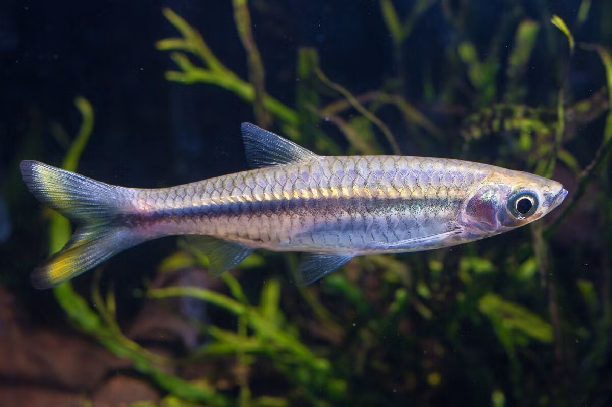  Cá lòng tong đuôi vàng (Rasbora tornieri). Kích thước: Dài 15 cm. Khu vực phân bố: Indonesia, Malaysia, Thái Lan.
