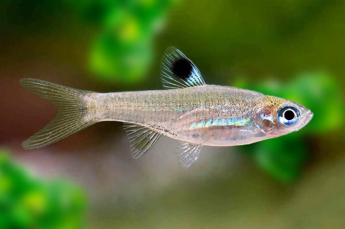  Cá lòng tong mắt ngọc lục bảo (Brevibora dorsiocellata). Kích thước: Dài 3,5 cm. Khu vực phân bố: Indonesia, Malaysia, Thái Lan.