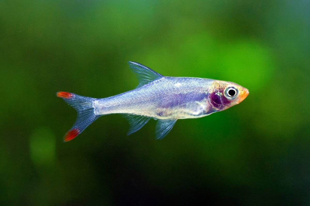  Cá ngạnh mũi đỏ (Sawbwa resplendens). Kích thước: Dài 3,5 cm. Khu vực phân bố: Myanmar.