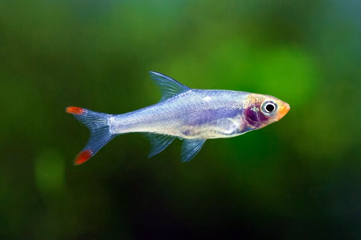  Cá ngạnh mũi đỏ (Sawbwa resplendens). Kích thước: Dài 3,5 cm. Khu vực phân bố: Myanmar.