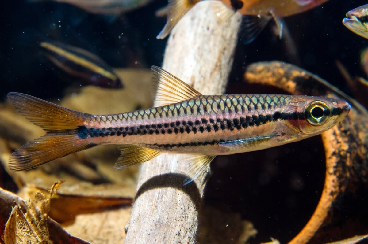  Cá lòng tong Porthole (Rasbora cephalotaenia). Kích thước: Dài 13 cm. Khu vực phân bố: Trung Quốc, Lào, Việt Nam.