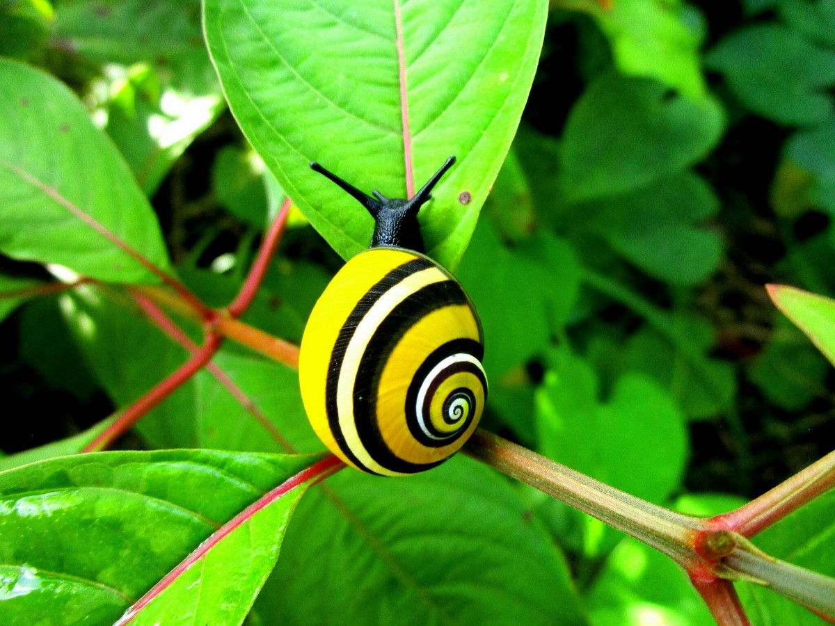 Ốc sên rừng Cuba (Polymita picta) dài 3-4 cm, là loài ốc sên đặc hữu ở các khu rừng miền núi Cuba. Do vỏ loài ốc này có màu sắc rất đa dạng, chúng đã bị săn lùng để phục vụ nhu cầu của các nhà sưu tầm.