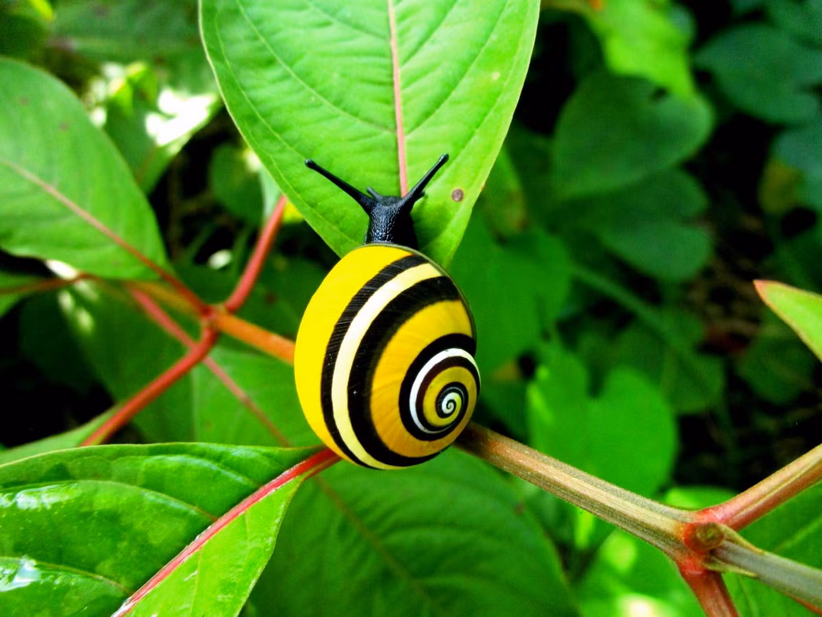 Ốc sên rừng Cuba (Polymita picta) dài 3-4 cm, là loài ốc sên đặc hữu ở các khu rừng miền núi Cuba. Do vỏ loài ốc này có màu sắc rất đa dạng, chúng đã bị săn lùng để phục vụ nhu cầu của các nhà sưu tầm.