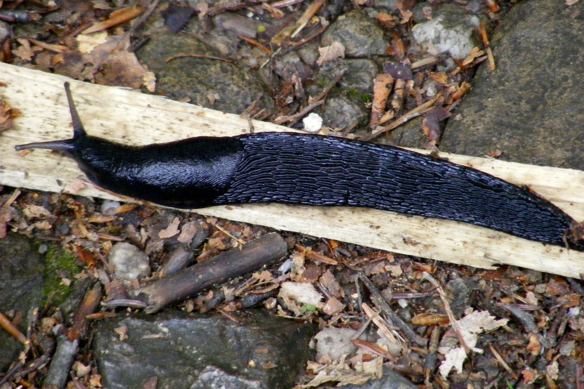 Sên đen châu Âu (Arion ater) dài 10-20 cm, phân bố rộng ở châu Âu. Loài này có thể phá hoại cây trồng nhưng cũng có lúc hữu ích khi dọn sạch các chất thải trong vườn. Bên cạnh dạng màu đen phổ biến, chúng có cả dạng màu cam.