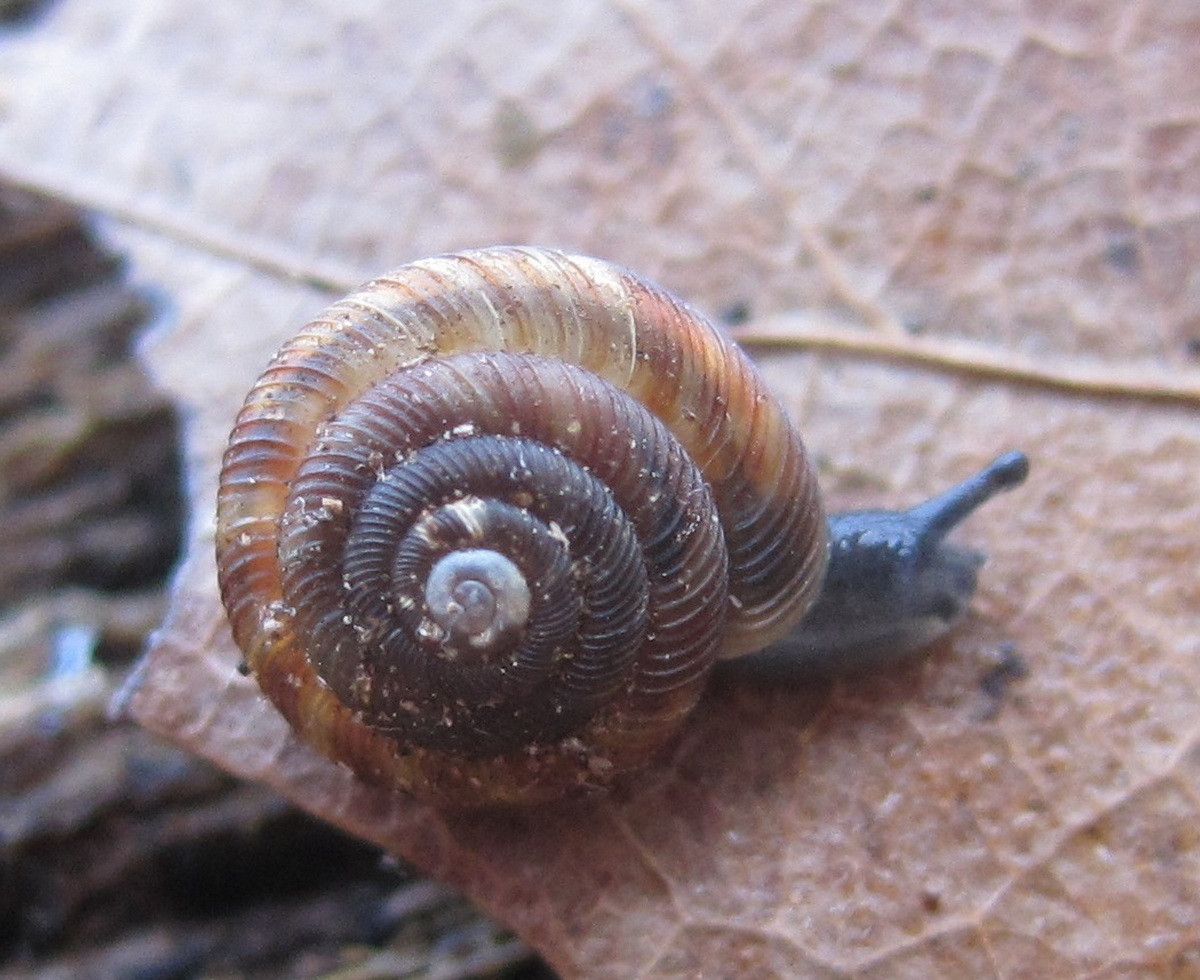 Ốc sên đĩa bẹt (Discus patulus) dài 7-8 mm, được ghi nhận ở các khu rừng Bắc Mỹ. Chúng thuộc một họ ốc sên có một số đặc điểm nguyên thủy đặc trưng và vỏ cuộn tròn, dẹt.