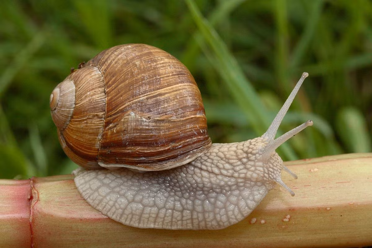 Ốc sên Burgundy (Helix pomatia) dài 3-5 cm, phân bố rộng trên các loại đất giàu canxi ở Trung Âu. Là loài ốc sên lớn nhất khu vực, chúng được nuôi để làm thực phẩm. Đây là nguyên liệu cho món escargot nổi tiếng của Pháp.