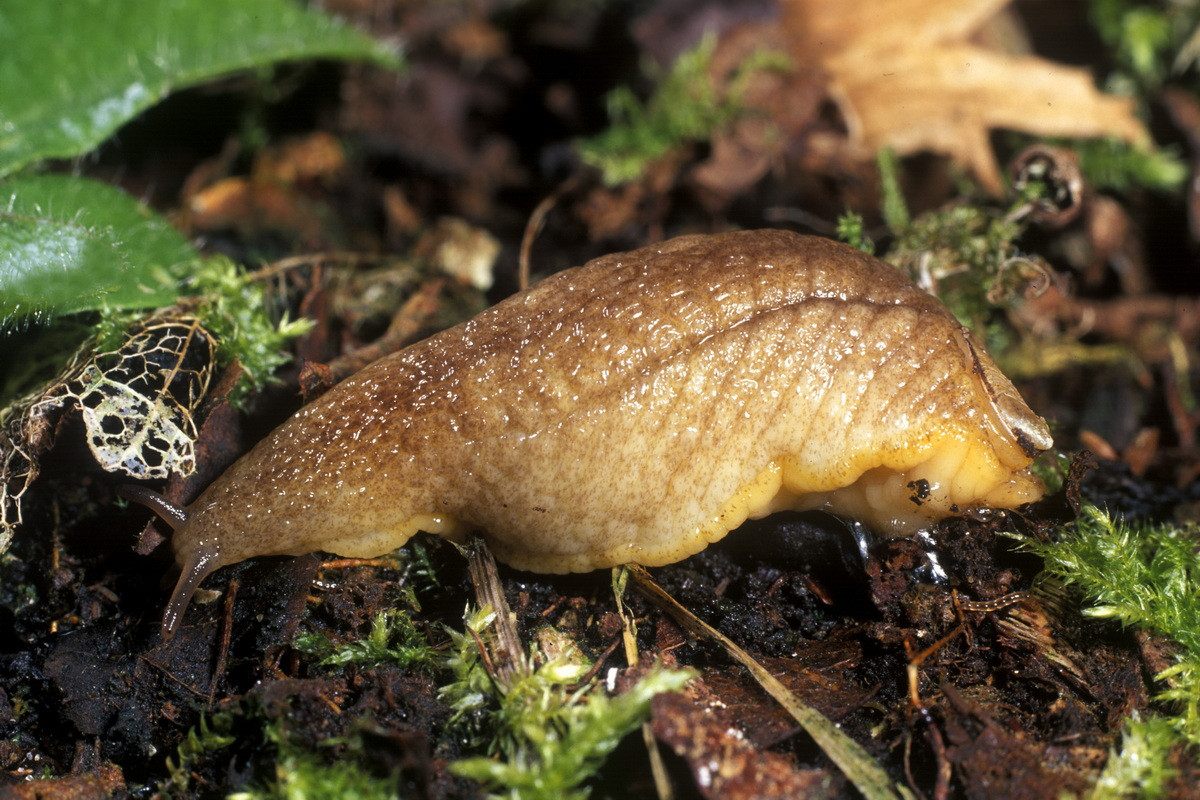 Sên vỏ móng tay (Testacella haliotidea) dài 8-12 cm, phân bố ở châu Âu. Đây là thành viên tiêu biểu của một họ sên trần có vỏ ngoài nhỏ. Loài này ăn giun đất.