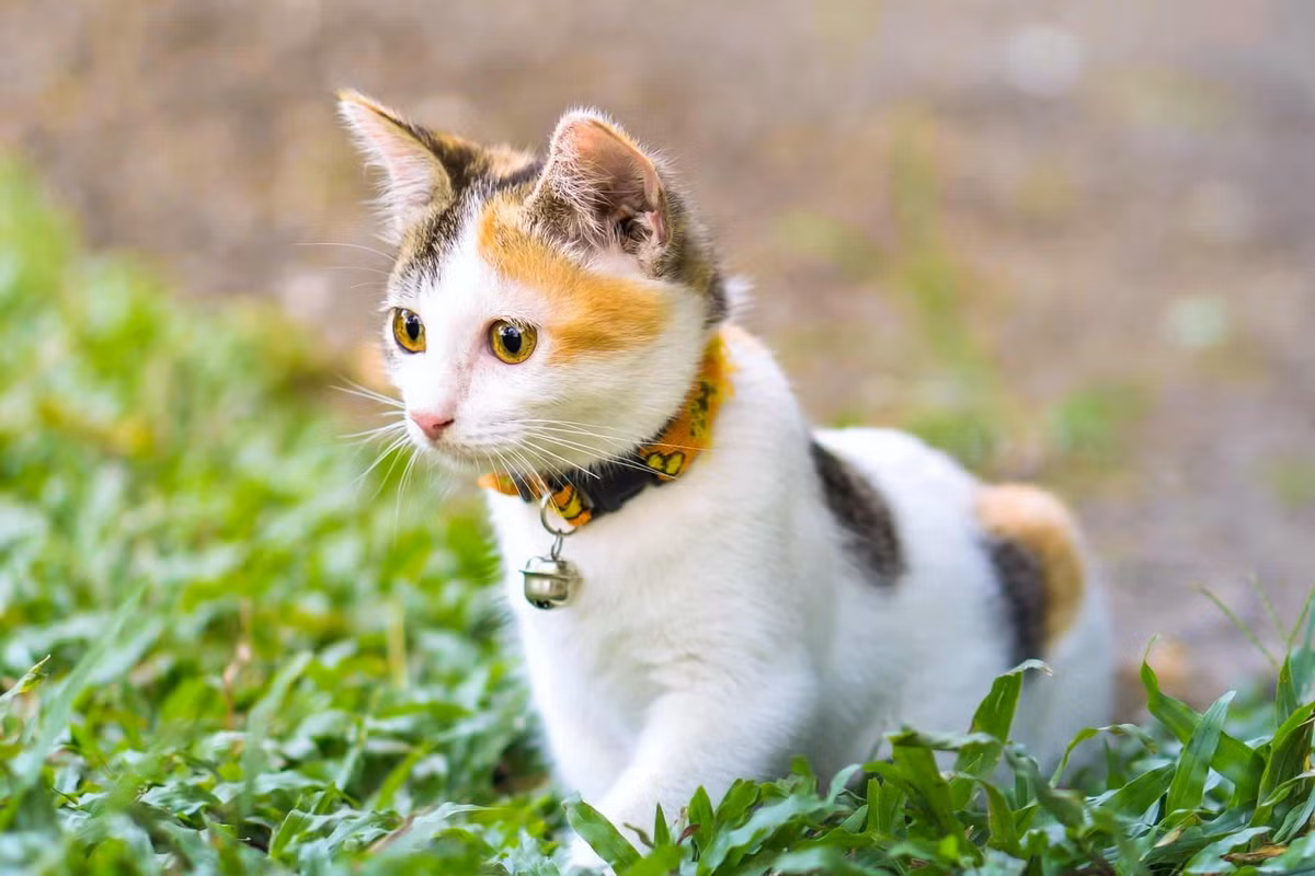  Mèo tam thể là con mèo có bộ lông cơ bản mang ba màu tại các vùng riêng biệt, thông thường là các màu vàng/nâu vàng/đỏ, đen/nâu đen và trắng. Trong tiếng Anh, chúng được gọi là mèo "calico".