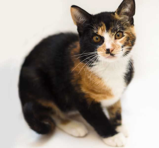 "Muôn tâu bệ hạ, bệ hạ phú quý thì mèo ăn thịt ăn cá, còn hạ thần nghèo túng thì mèo ăn cơm trộn với đầu tôm, rau luộc. Bây giờ để hai bát cơm ấy, xem nó ăn bát nào thì biết ngay".