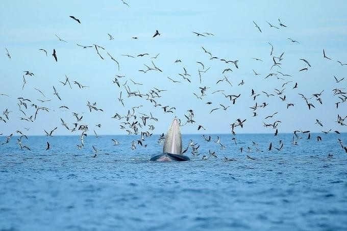 Đây là loài cá voi nhỏ, thuộc họ Balaenopteridae. Con đực có kích thước từ 12-13m, con cái lớn hơn một chút từ 13-14m. Cả hai giới đều nặng từ hơn 13-15 tấn. Ảnh: Nguyễn Dũng.
