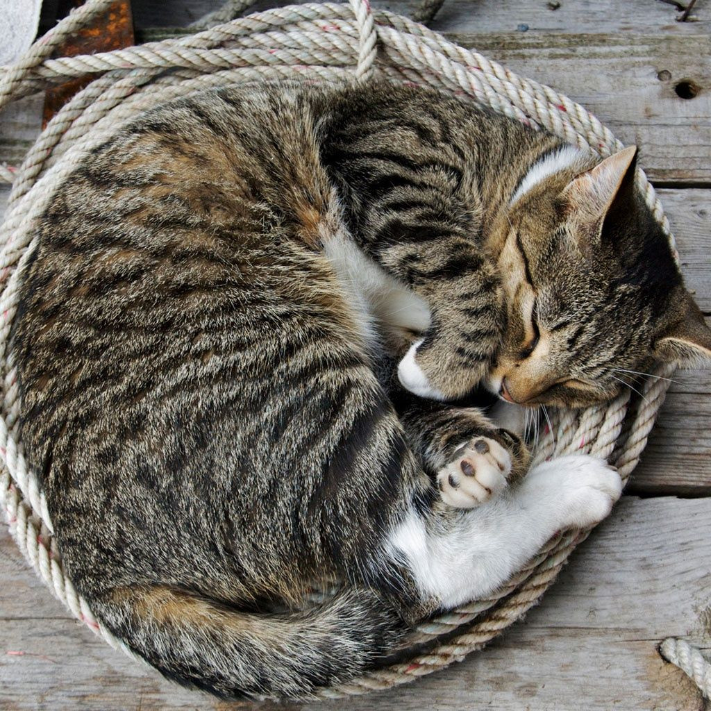 4. Mèo ngủ khoảng 13 đến 16 tiếng mỗi ngày. Chúng dành đến 70% cuộc đời cho việc ngủ.