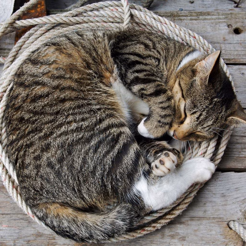 4. Mèo ngủ khoảng 13 đến 16 tiếng mỗi ngày. Chúng dành đến 70% cuộc đời cho việc ngủ.