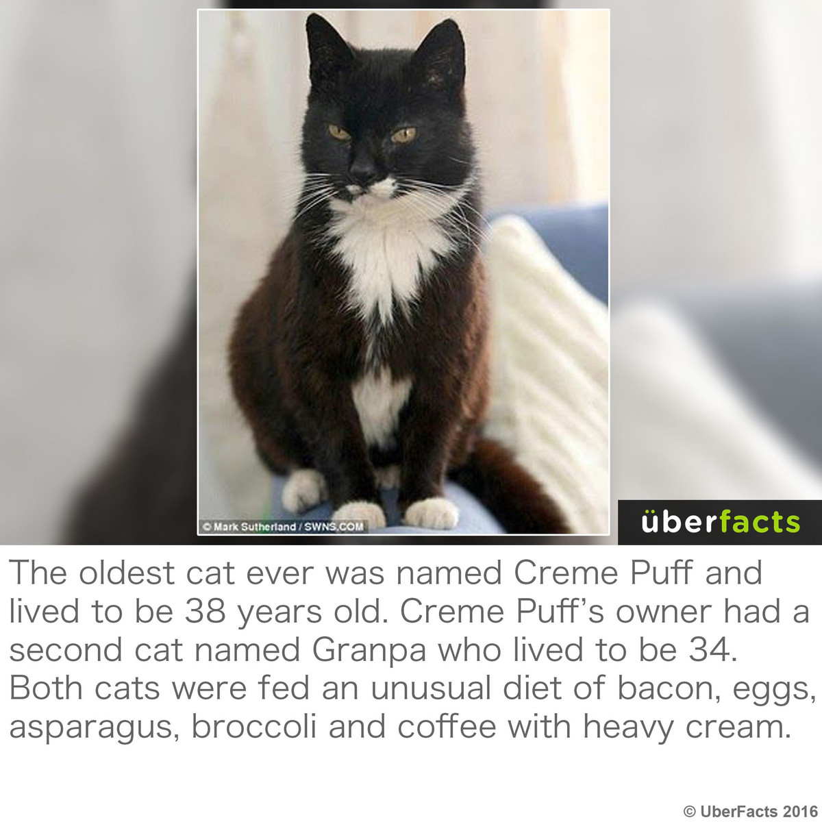 10. Con mèo già nhất thế giới sống thọ 38 năm (1967-2005). Đó là Creme Puff, chú mèo thuộc sở hữu của gia đình Jake Perry ở Austin, Texas, Mỹ. Mời quý độc giả xem video: Ý nghĩa những phong tục ngày Tết Việt | VTC1.