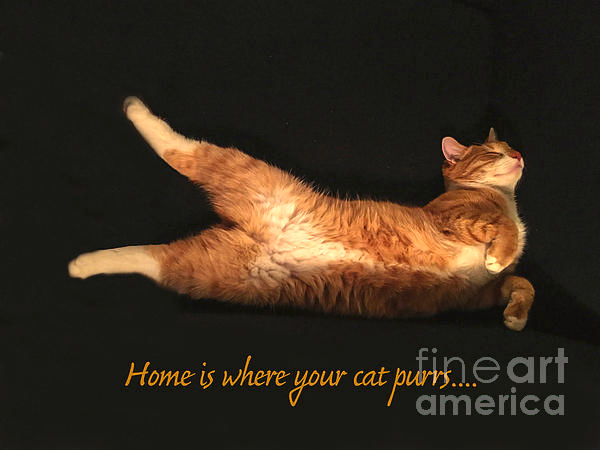 8. Khi một con mèo phát ra tiếng "rừ rừ" điều này có nghĩa là nó đang cảm thấy rất khoan khoái.