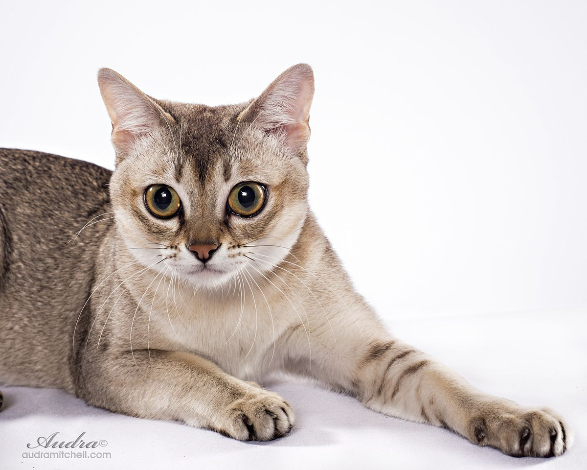 7. Giống mèo nhà nhỏ nhất là mèo Singapura. Cân nặng trung bình của mèo đực trưởng thành thuộc giống này không quá 3 kg, mèo cái không quá 2 kg.