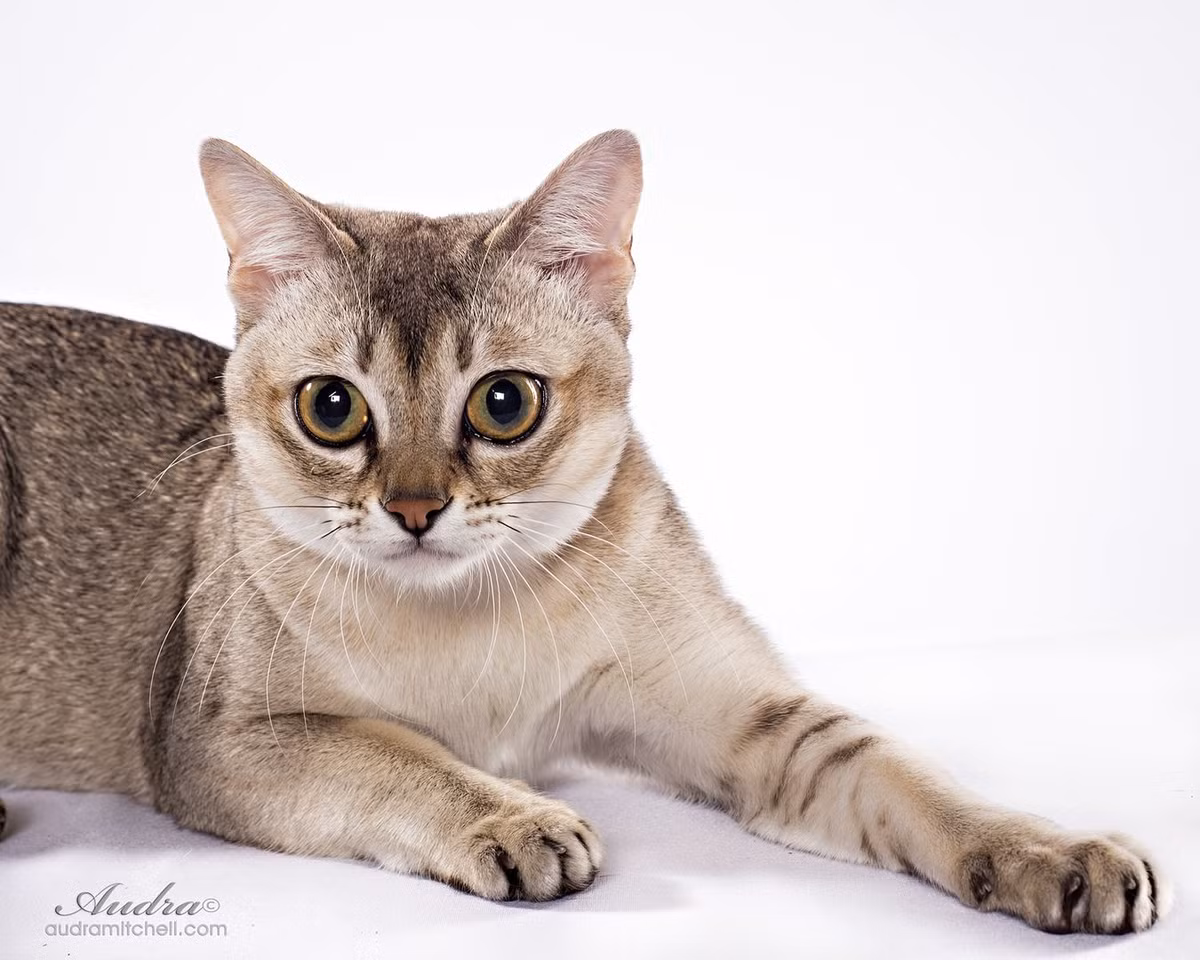 7. Giống mèo nhà nhỏ nhất là mèo Singapura. Cân nặng trung bình của mèo đực trưởng thành thuộc giống này không quá 3 kg, mèo cái không quá 2 kg.