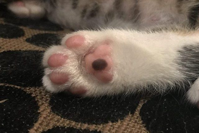 2. Mèo có tổng cộng 18 ngón chân, gồm 5 ngón trên mỗi bàn chân trước và 4 ngón trên mỗi bàn chân sau.