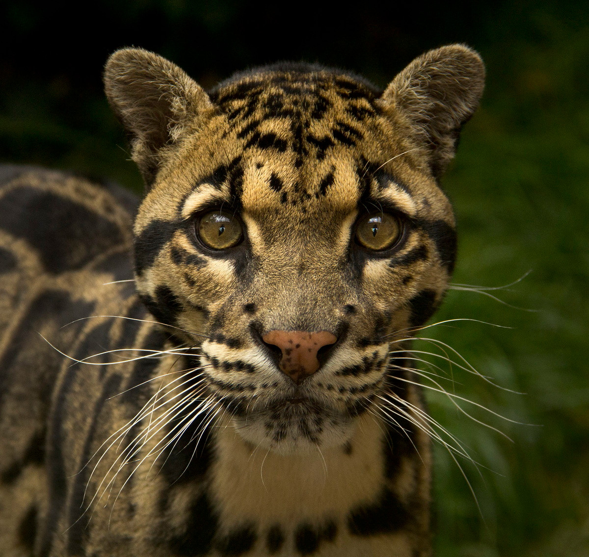 Trong tự nhiên, báo gấm chủ yếu săn bắt các loài động vật có vú sống trên cây, cụ thể là các loài vượn, khỉ và chim chóc. Ngoài ra chúng cũng săn các con mồi trên mặt đất như nai, nhím và gia súc. Ảnh: Theresa Elvin.