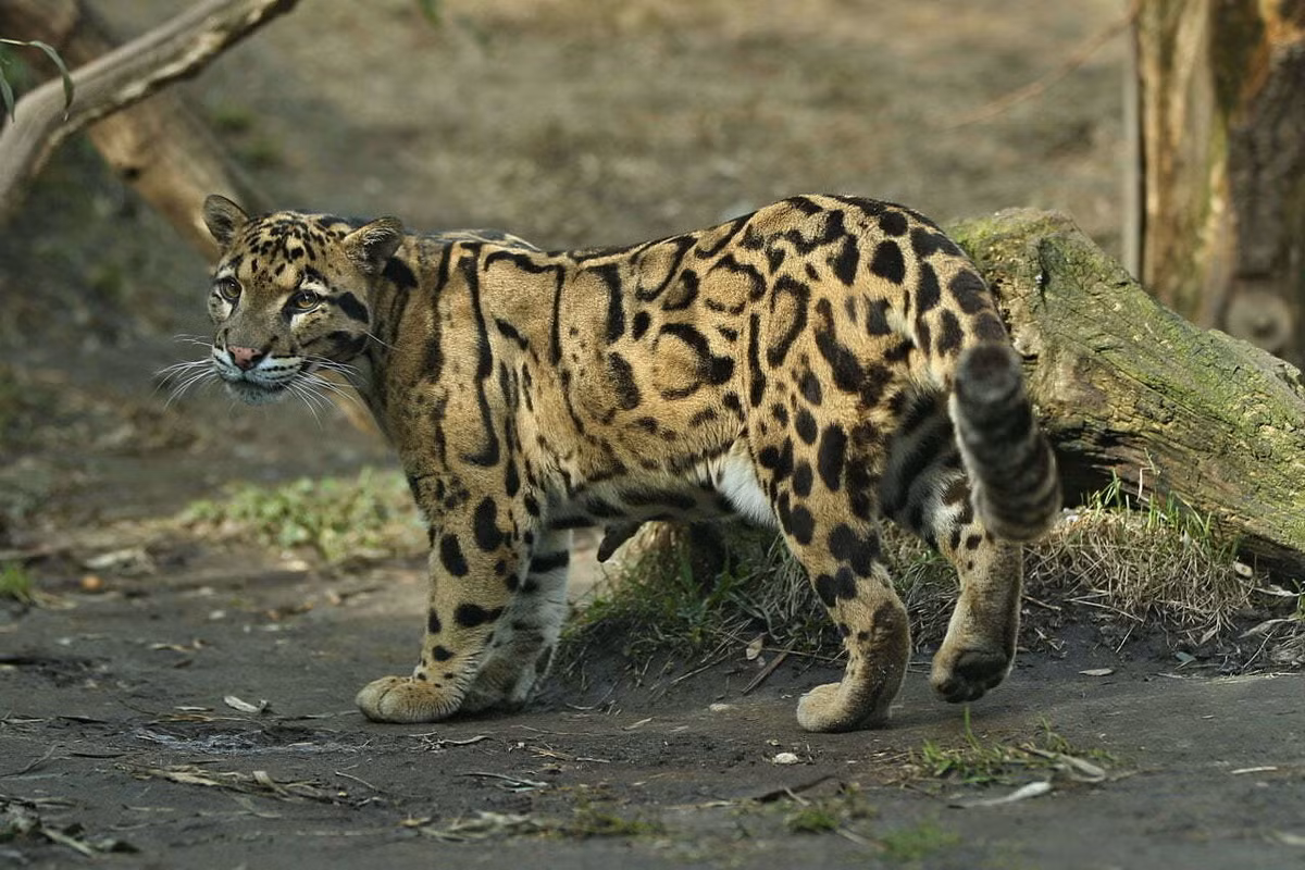 Loài loài có kích cỡ trung bình trong họ Mèo, báo gấm có chều dài thân khoảng 60 cm, tính cả đuôi là 110 cm, và cân nặng khoảng 11–20 kg, gấp bốn lần so với một con mèo nhà. Ảnh: Spirit Animal Totems.