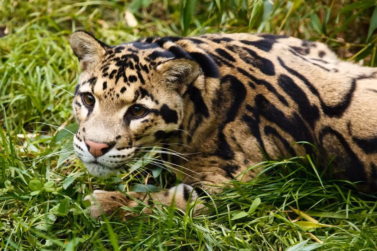 Bộ lông báo gấm có hoa văn rất đẹp. Nền lông màu gio sáng hoặc vàng sáng, có nhiều hoa vân lớn ở hai bên lưng, các hoa văn được viền vành đen khép kín và rất nét. Ảnh: Big Cats India.