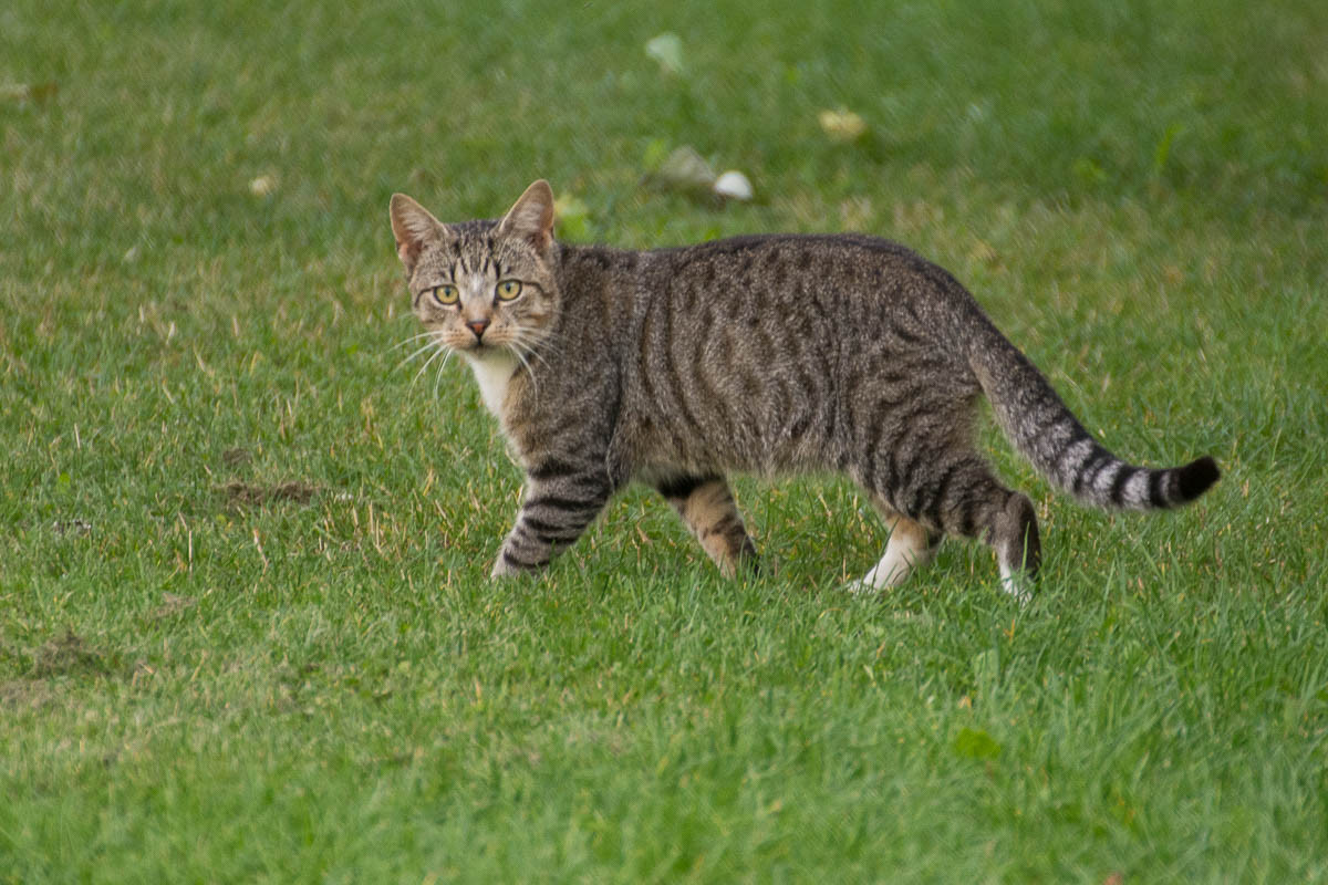 Mèo mướp cá thu (mackerel/striped tabby) có các sọc dọc mảnh, uốn lượn nhẹ nhàng ở hai bên thân. Các sọc này có thể dài liên tục hoặc chia thành các vạch và các đoạn/đốm ngắn, đặc biệt là ở hai bên sườn và bụng. Ảnh: Diary of Dennis.