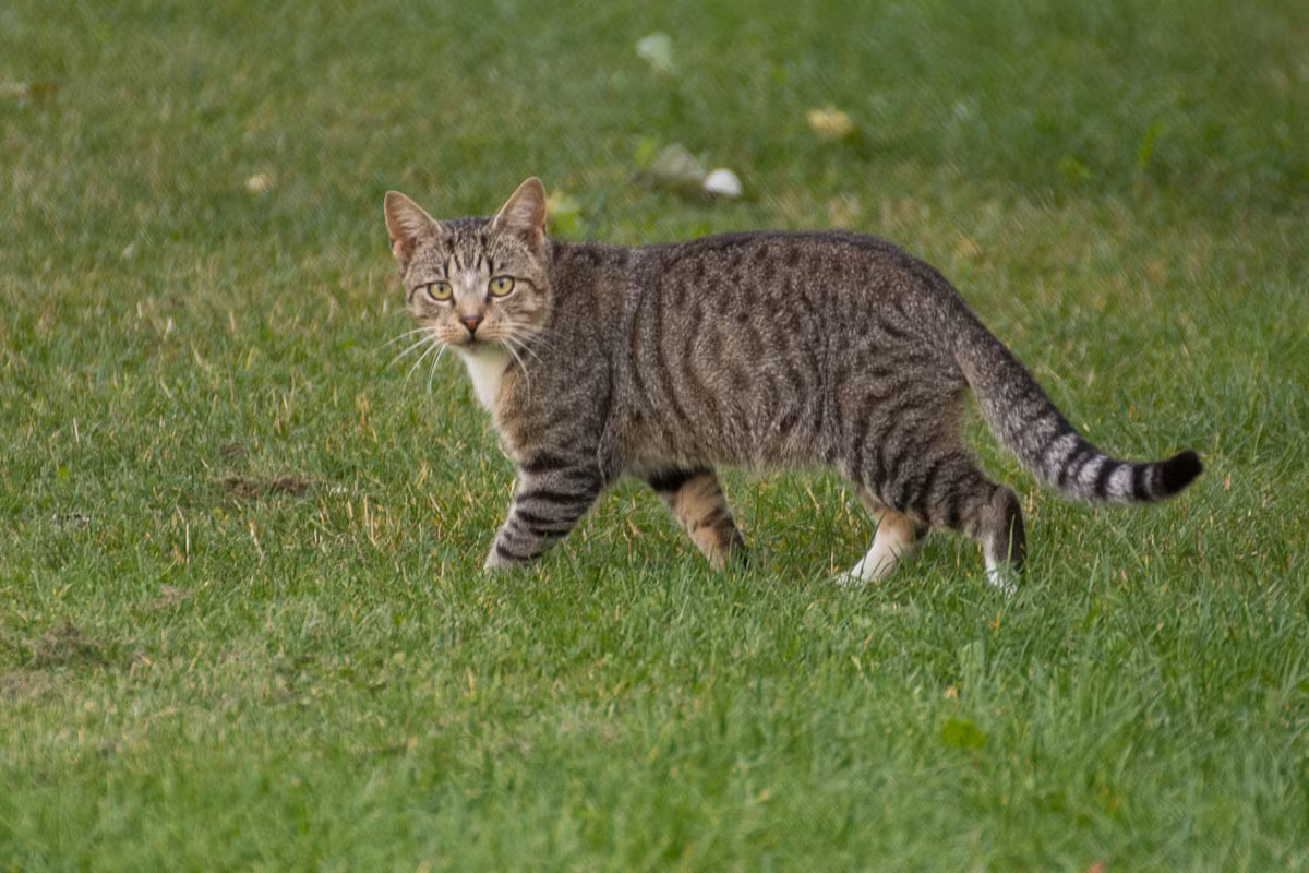 Mèo mướp cá thu (mackerel/striped tabby) có các sọc dọc mảnh, uốn lượn nhẹ nhàng ở hai bên thân. Các sọc này có thể dài liên tục hoặc chia thành các vạch và các đoạn/đốm ngắn, đặc biệt là ở hai bên sườn và bụng. Ảnh: Diary of Dennis.