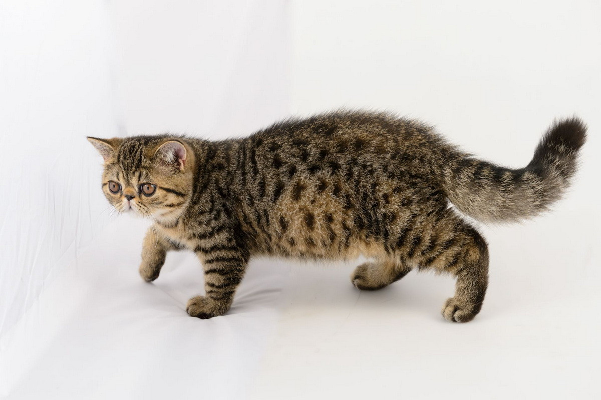 Mèo mướp đốm (spotted tabby) là một dạng biến đổi của mèo mướp "cá thu", với các dài lông vằn bị “vỡ” thành các đốm. Ảnh: PetPlace.