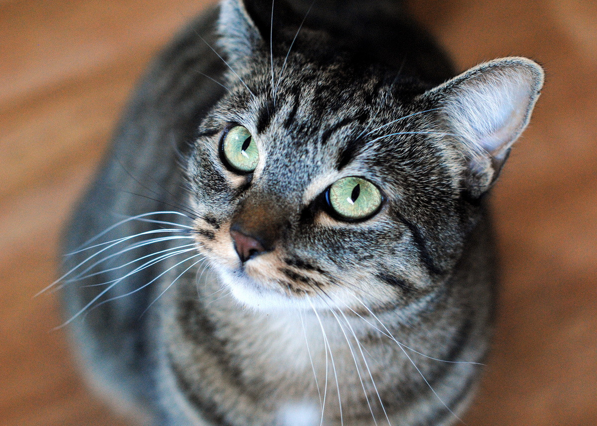 Tất cả mèo mướp đều mang đặc điểm chung là có dấu hình chữ “M” trên trán, viền mắt và viền tai màu sáng. Tùy theo hoa văn ở lông mà chúng được phân thành bốn kiểu, gồm mướp cá thu hay mướp sọc, mướp cổ điển, mướp dấu và mướp đốm. Ảnh: Alabama Public Radio.